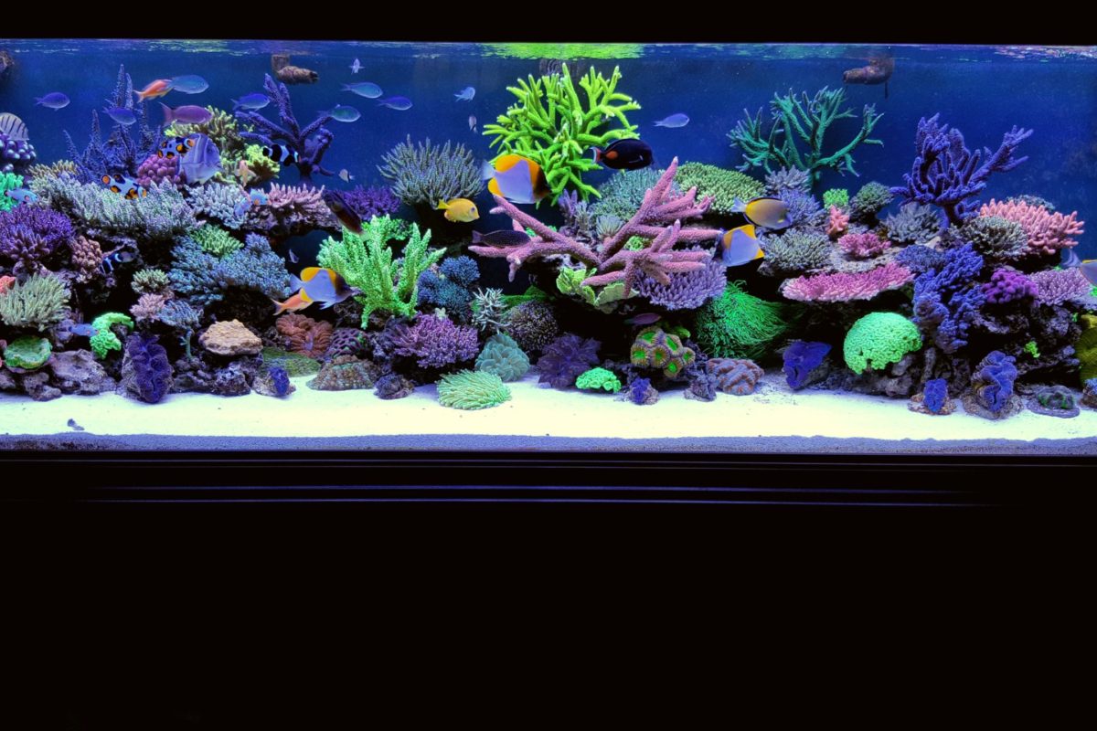 Acquario marino