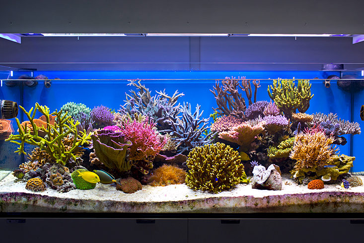 Acquario marino