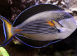 Acanthurus sohal