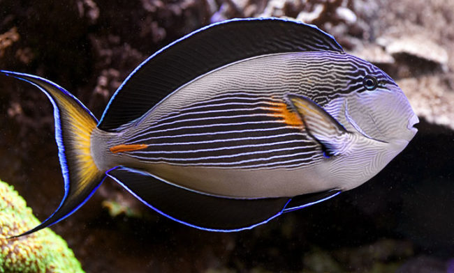 Acanthurus sohal