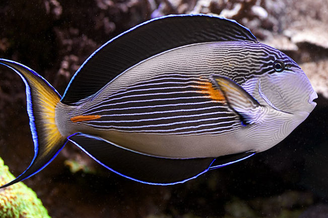 Acanthurus sohal