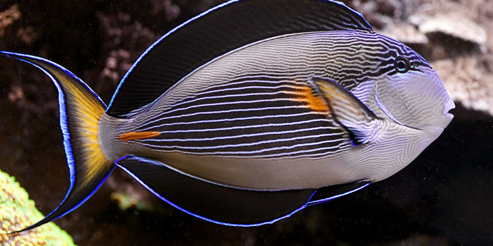 Acanthurus sohal