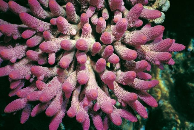 ACROPORA AUSTRALIA