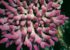ACROPORA AUSTRALIA