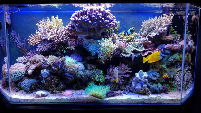 Acquario marino