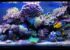 Acquario marino