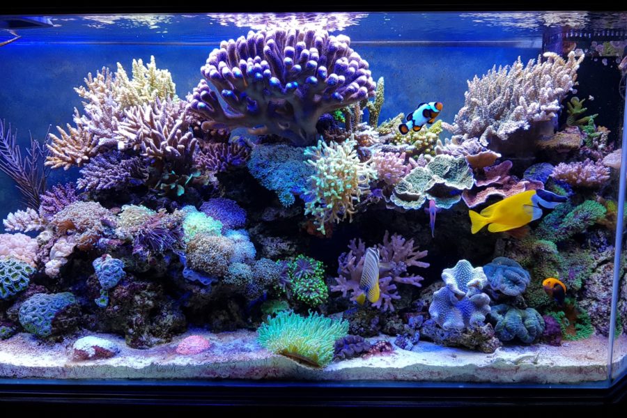 Acquario marino