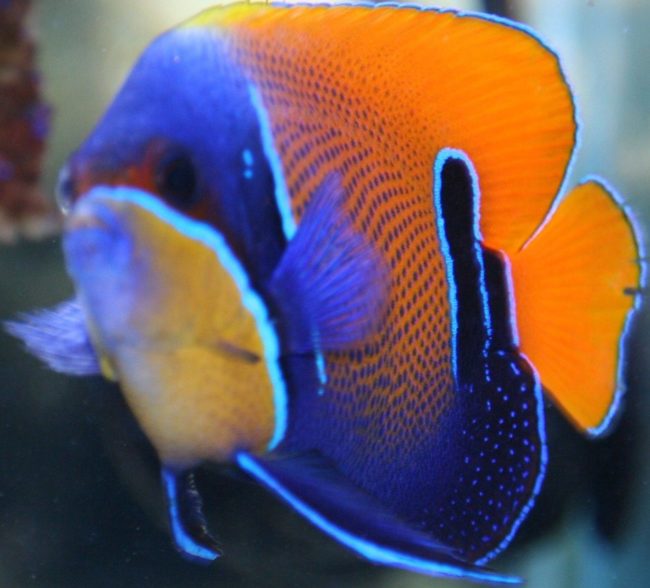 euxiphipops navarchus