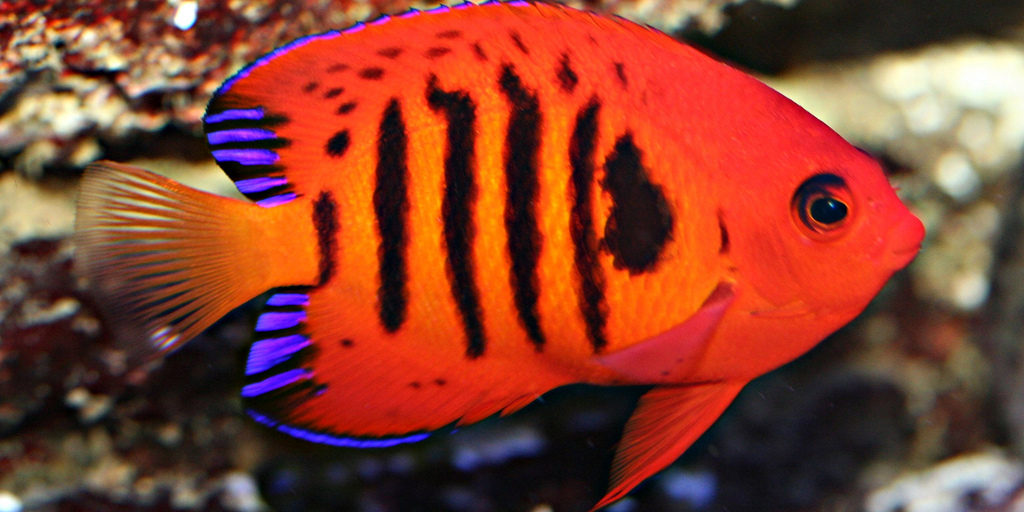 centropyge loriculus