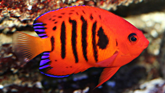 centropyge loriculus