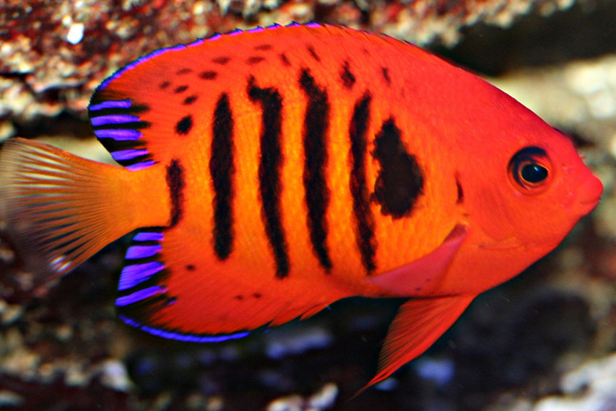 centropyge loriculus